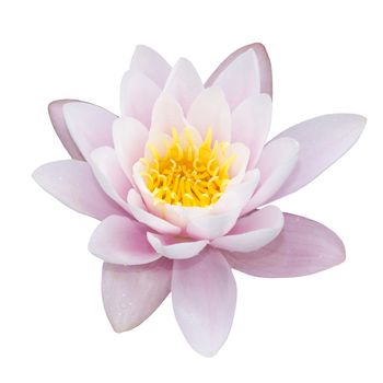 lotus on a white background