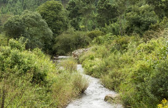 forest in africa with water in the river