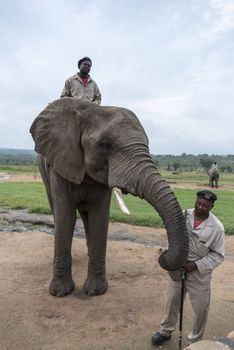 rangers sitting on elephants back safari while other explain about the animals in nature reserve south africa