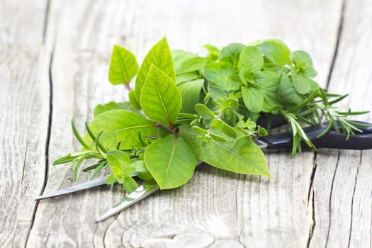 Freshly harvested herbs with scissors on wooden background