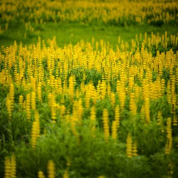 Beautiful meadow with yellow flowers 