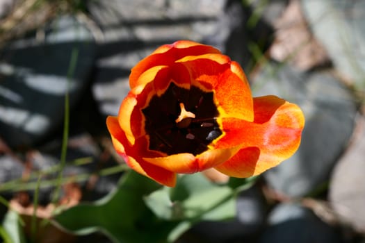 An orange tulip during early spring set in rock garden