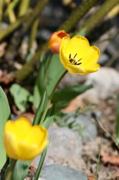 Early spring yellow tulip in rock garden
