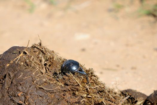 Flightless Dung Beetle on elephant dung in the Addo Elephant National Park, South Africa.

