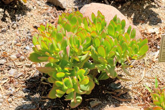 Jade plant, succulent indiginous to South Africa
