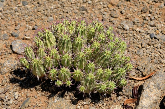 Spurge or Euphorbia ferox, succulent indiginous to South Africa
