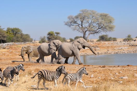Elephant charging another elephant, Okaukeujo waterhole, Etosha National Park, Namibia
