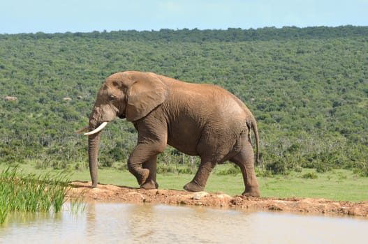 Elephant in the Addo Elephant National Park, South Africa
