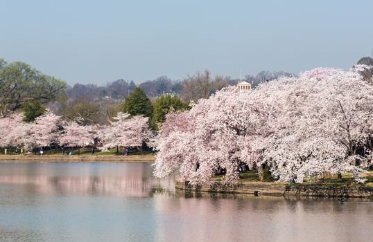 Cherry blossoms overhang the Tidal Basin in Washington DC during Cherry Blossom Festival with Arlington Cemetery in distance