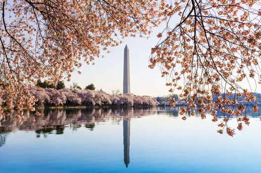 Cherry blossoms frame the Washington monument in Washington DC during Cherry Blossom Festival as the tidal basin reflects the blooms