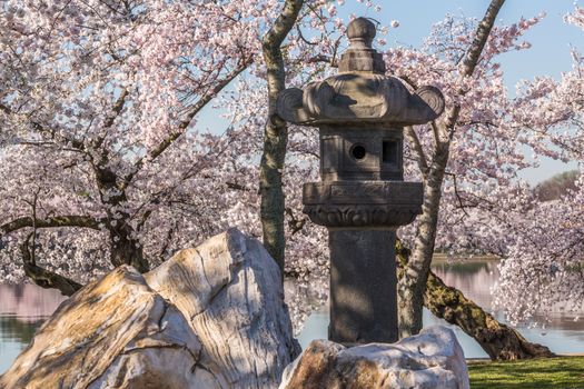 Ancient Japanese stone lantern is in front of cherry blossoms in Washington DC during Cherry Blossom Festival