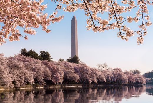 Cherry blossoms frame the Washington monument in Washington DC during Cherry Blossom Festival as the tidal basin reflects the blooms