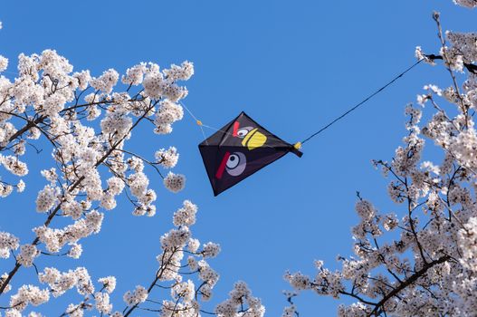 Black kite stuck in the branches of cherry blossoms tree during the Cherry Blossom kite flying festival in Washington DC