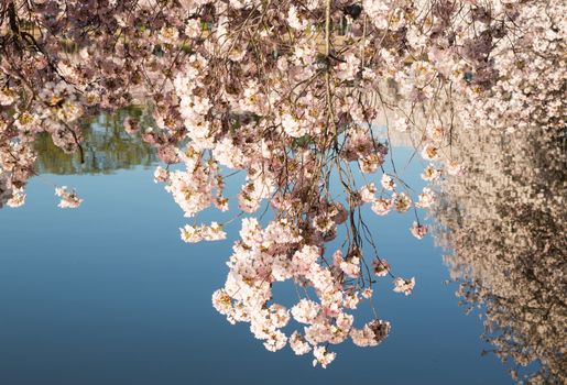 Cherry blossoms overhang the Tidal Basin in Washington DC during Cherry Blossom Festival