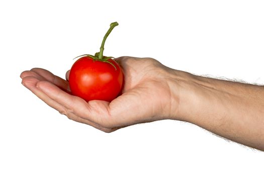 Isolated image of a senior mans arm and hand holding a large red organic tomato with stem and leaves with a clear white background