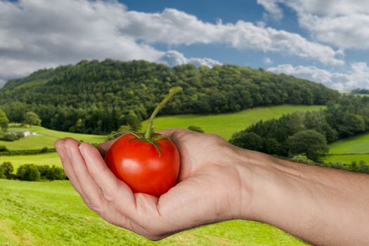 Senior man holding a bright red large organic tomato with stem in front of a rural farm with fields and wooded hillside on a bright sunny day in summer