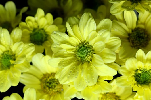 Beautiful chrysanthemum with water drop