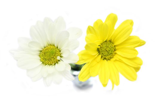 chrysanthemum flower isolated on white background