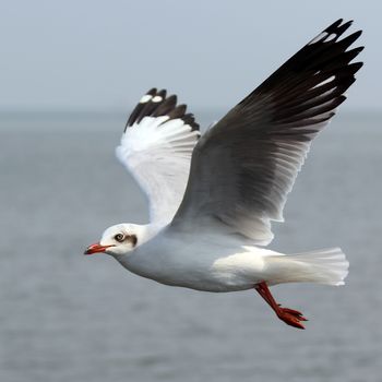 Flying seagull on beautiful sky background