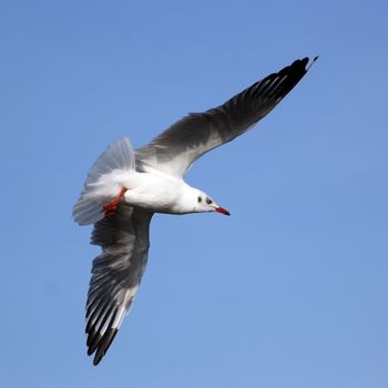 Flying seagull on beautiful sky background