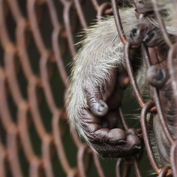 monkey hand out from the cage of zoo