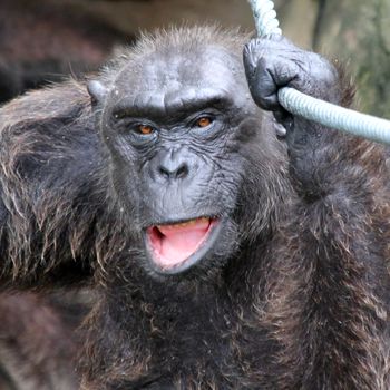 Closeup of gorilla in zoo