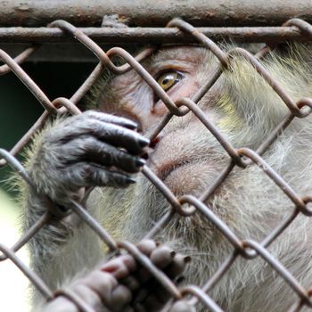 monkey in the cage of zoo