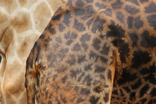 leather skin of giraffe as textured