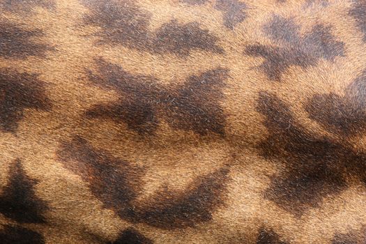 leather skin of giraffe as textured
