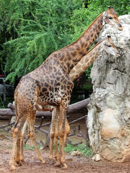 Couple giraffe in the zoo