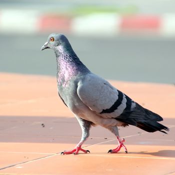 Pigeon is walking at street