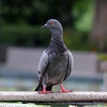 freedom pigeon in the park