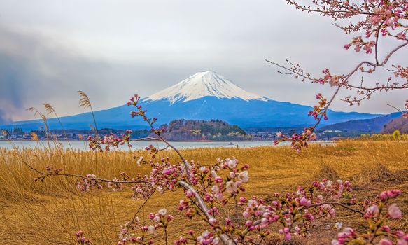 Mt Fuji and Cherry Blossoms at lake Kawaguchi