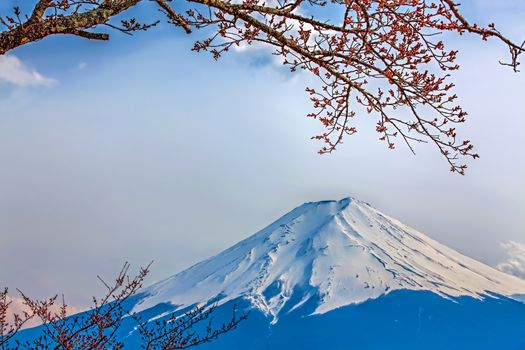 Mt Fuji and Cherry Blossoms at lake Kawaguchi