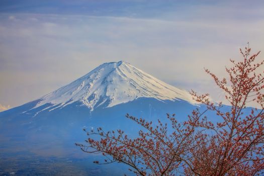 Mt Fuji and Cherry Blossoms at lake Kawaguchi