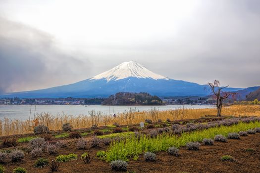 Mt Fuji in the spring seen from lake Kawaguchi