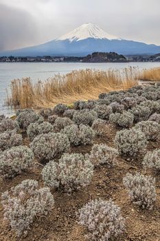 Mt Fuji in the spring seen from lake Kawaguchi