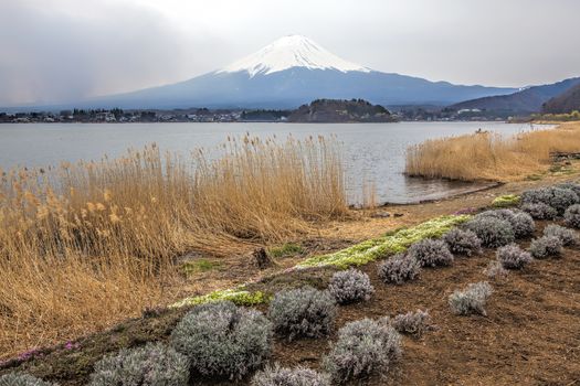 Mt Fuji in the spring seen from lake Kawaguchi