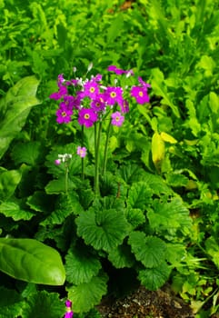 Nice purple flower plant