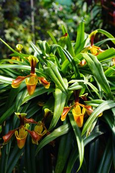 Nice Orchid in Thailand, Paphiopedilum