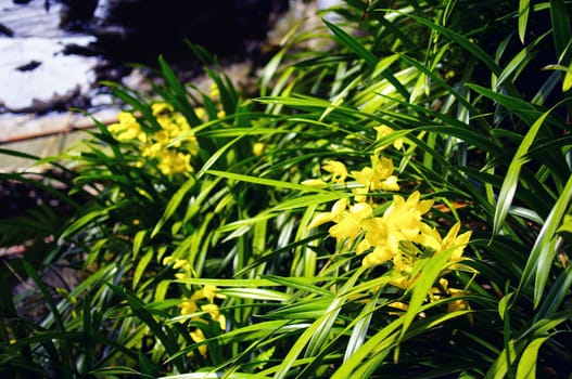 Nice yellow flower in garden, Chiangrai, Thailand