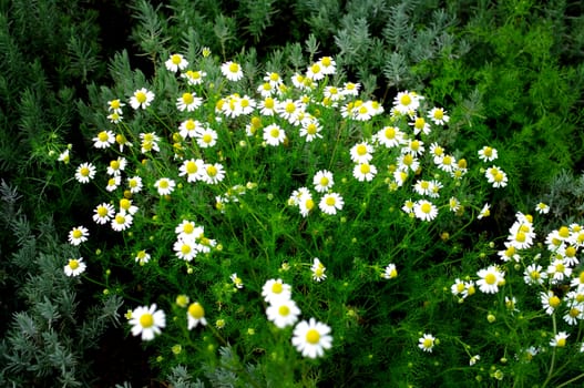 White flower plant in garden