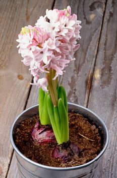 Two Pink Hyacinths in Tin Bucket closeup on Rustic Wooden background
