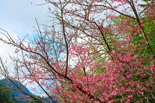 Wild Himalayan Cherry flower, Prunus cerasoides