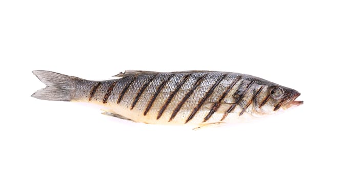 Close up of seabass grilled. Isolated on a white background.