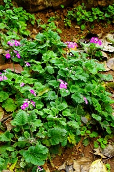 Nice purple flower plant