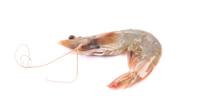 Close up of fresh shrimp. Isolated on a white background.