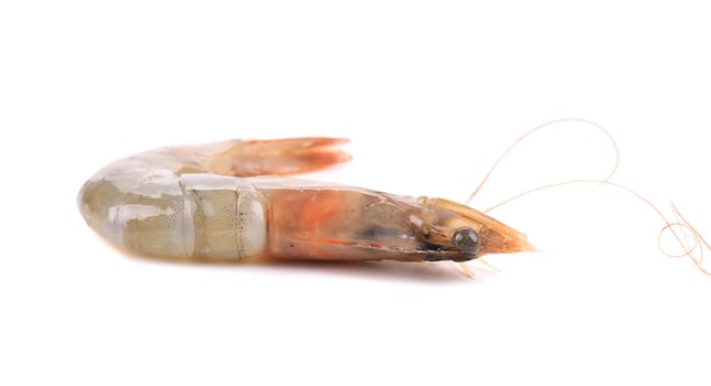 Close up of fresh shrimp. Isolated on a white background