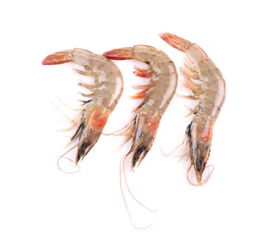 Close up of fresh shrimps. Isolated on a white background