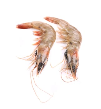 Close up of fresh shrimps. Isolated on a white background